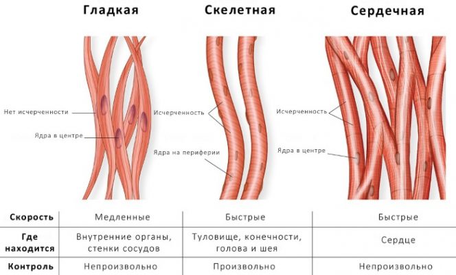 Мышцы брюшной полости женщины фото с описанием