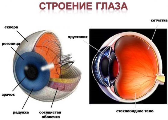 Где находится сальник у человека в брюшной полости фото с описанием