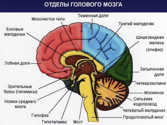 Органы человека расположение в картинках со спины мужчина