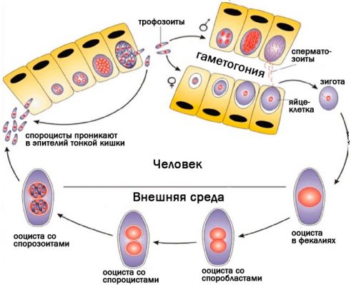 Ровамицин при токсоплазмозе схема