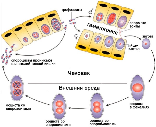 Токсоплазмоз у человека фото