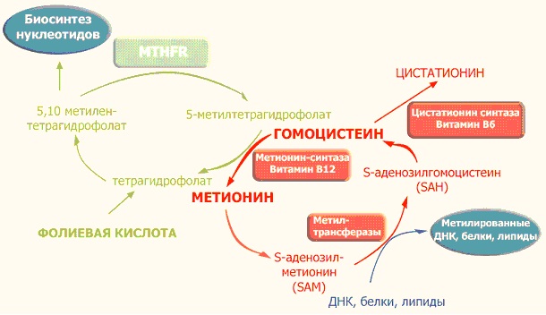 Гомоцистеин - что это, анализ при планировании беременности. Что показывает, норма, как сдавать кровь