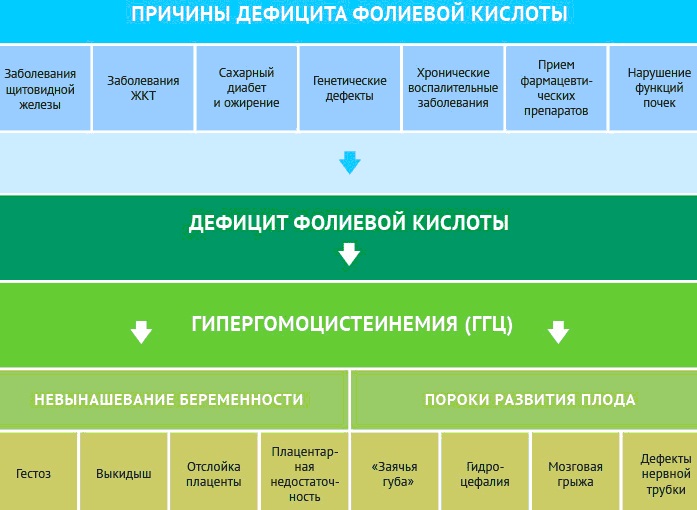 Гомоцистеин в крови норма у женщин по возрасту