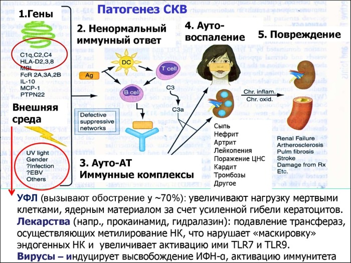 Системная красная волчанка. Диагностика, анализы, рекомендации, симптомы, лечение