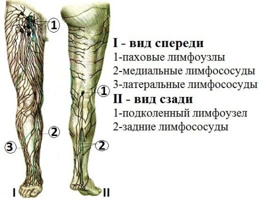 Где находятся лимфатические узлы у человека фото