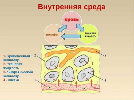 Лимфосистема человека схема рисунок