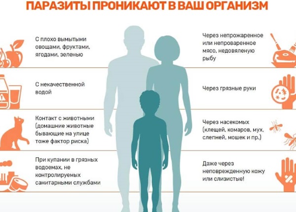 Народное средство от глистов у детей. Тыквенные семечки, полынь, чеснок, мед, лук, касторка