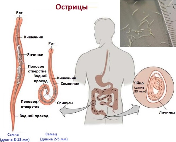 Народное средство от глистов у детей. Тыквенные семечки, полынь, чеснок, мед, лук, касторка