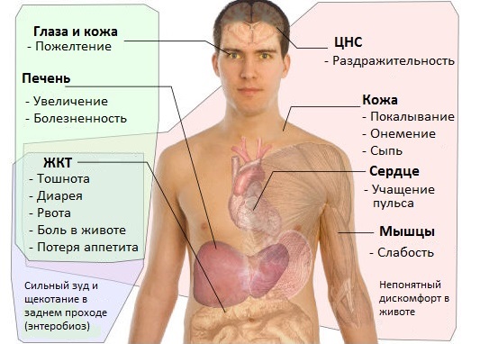 Народное средство от глистов у детей. Тыквенные семечки, полынь, чеснок, мед, лук, касторка