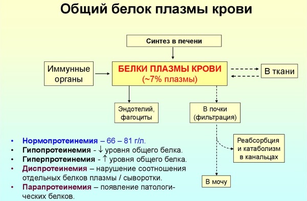 Общий белок понижен в крови. Причины у взрослого, женщин, беременных, ребенка, как повысить