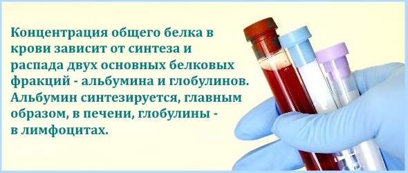 Общий белок в крови. Что это такое. Норма у женщин, мужчин по возрасту. Что значит пониженный, повышенный уровень