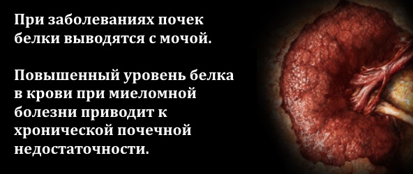 Общий белок в крови. Что это такое. Норма у женщин, мужчин по возрасту. Что значит пониженный, повышенный уровень