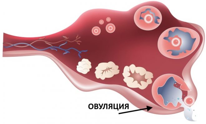 Что такое овуляция у женщин простыми словами как выглядит фото