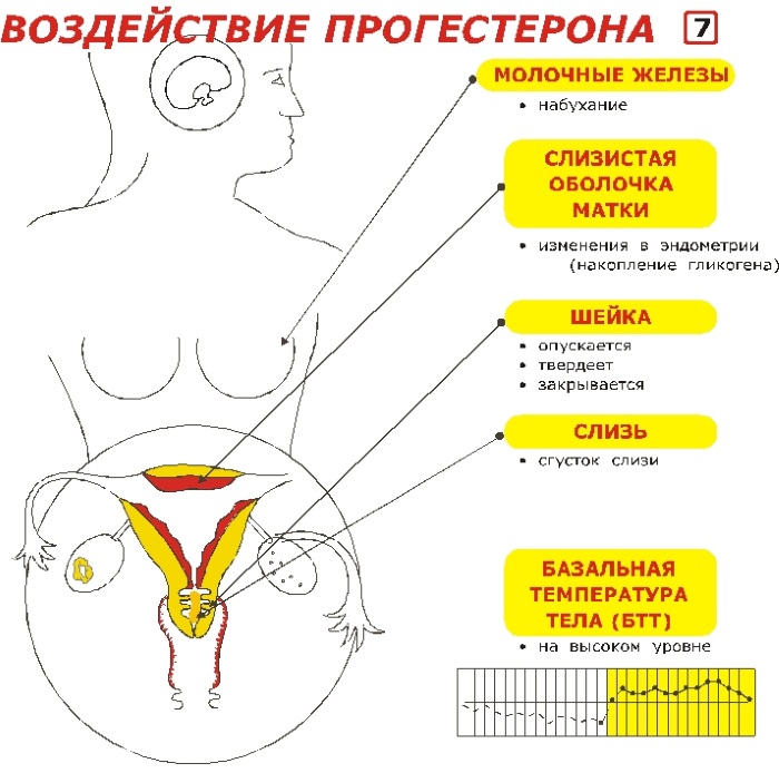 Овуляция у женщин. Признаки после месячных, как высчитать, сколько длится, какие выделения, боли