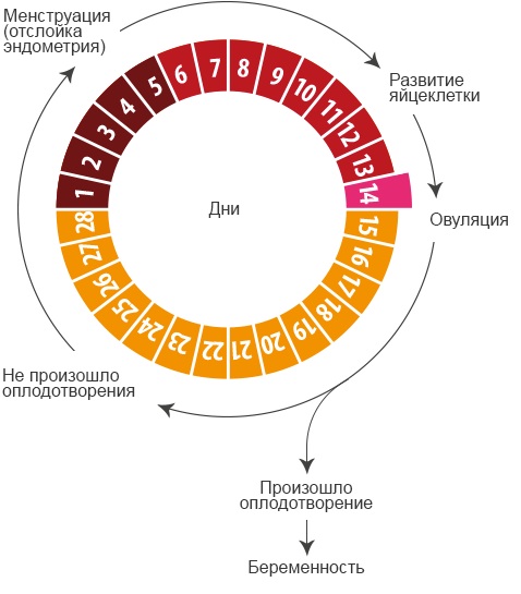 Овуляция у женщин. Признаки после месячных, как высчитать, сколько длится, какие выделения, боли