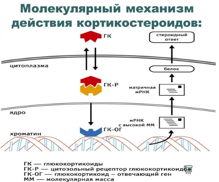 Преднизолон. Инструкция по применению в таблетках, ампулах, мазь. Цена, аналоги