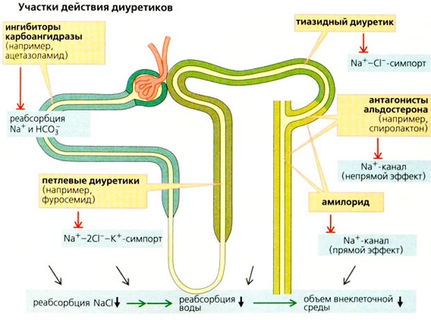 Преднизолон. Инструкция по применению в таблетках, ампулах, мазь. Цена, аналоги