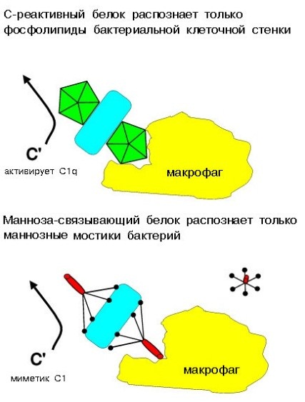 С-реактивный белок. Что это такое, норма по возрасту. Что значит повышен, отрицательный, положительный, ультрачувствительный