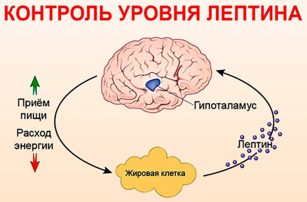 С-реактивный белок. Что это такое, норма по возрасту. Что значит повышен, отрицательный, положительный, ультрачувствительный