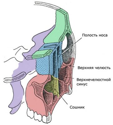 Череп человека фото с описанием