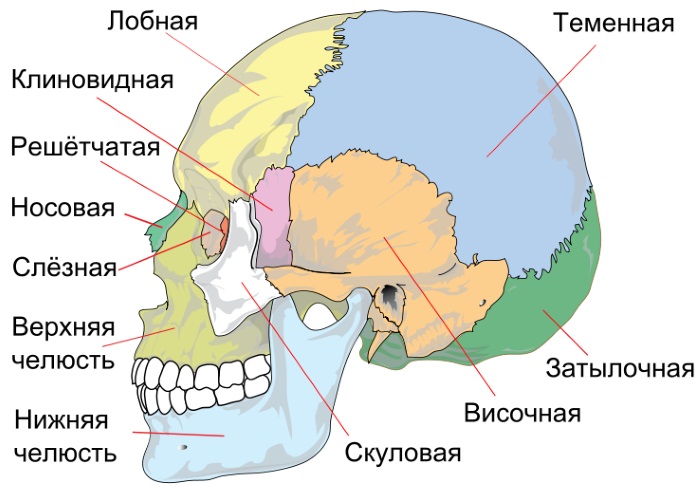 Строение черепа человека. Фото с описанием, анатомия. Вид сзади, спереди, сверху, сбоку, в разрезе