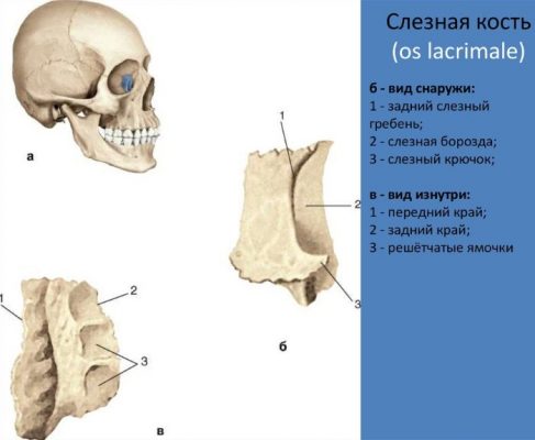 Череп человека фото с описанием