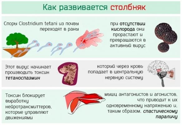 Схема прививки адсм взрослым