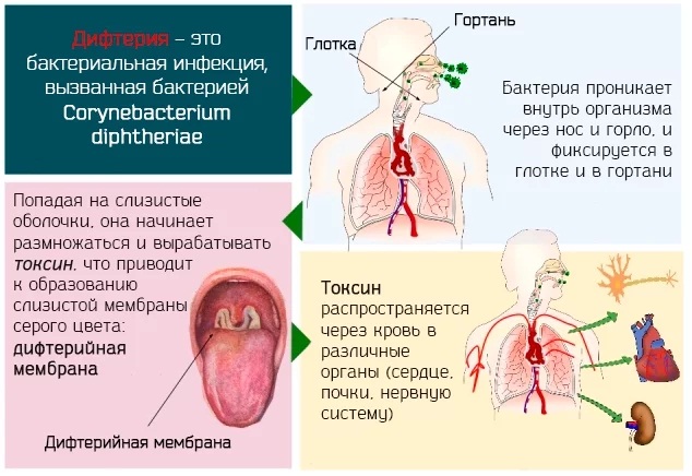 АДСМ прививка. Расшифровка взрослым, детям. Куда, от чего делают, график, последствия