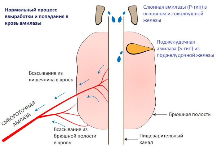 Амилаза. Норма в крови у женщин, мужчин, детей по возрасту, таблица. Что это значит повышена, понижена, лечение