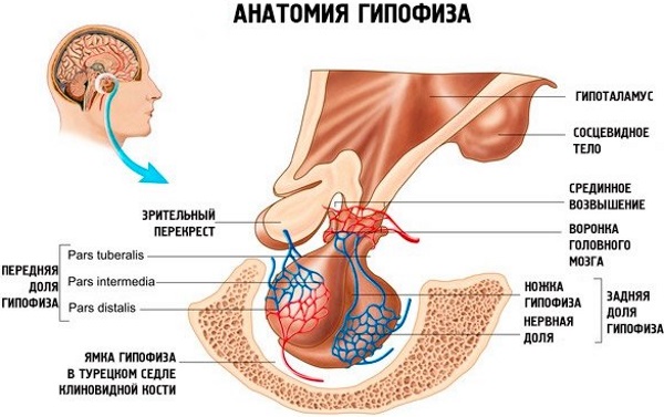 Анализ ТТГ. Что это такое, норма гормона по возрасту, что показывает, расшифровка. Подготовка, как сдавать