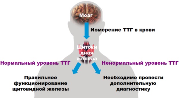 Анализ ТТГ. Что это такое, норма гормона по возрасту, что показывает, расшифровка. Подготовка, как сдавать