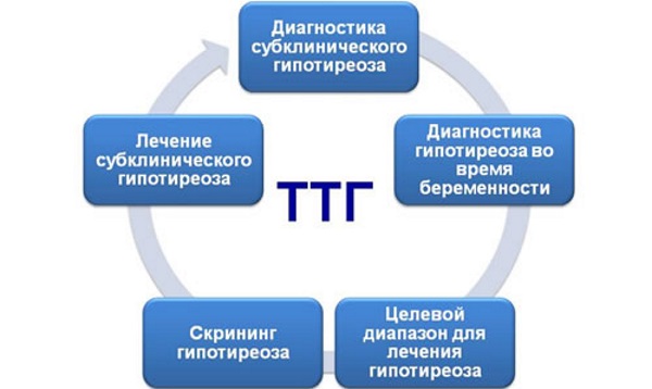 Анализ ТТГ. Что это такое, норма гормона по возрасту, что показывает, расшифровка. Подготовка, как сдавать