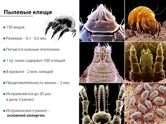 Бронхиальная астма. Симптомы и лечение у взрослых. Признаки, классификация, осложнения, обострение, причины