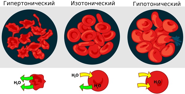 Эритроциты в крови повышены у взрослого. Причины, что значит, норма по возрасту. Таблица, обозначение