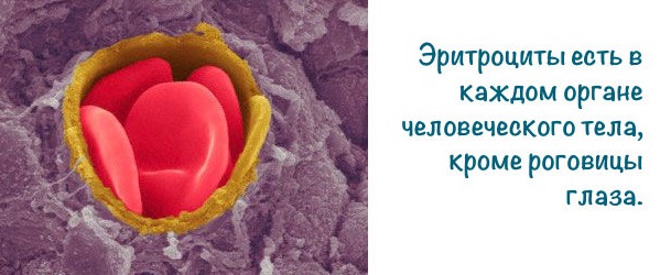 Эритроциты в крови повышены у взрослого. Причины, что значит, норма по возрасту. Таблица, обозначение