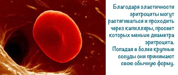 Эритроциты в крови повышены у взрослого. Причины, что значит, норма по возрасту. Таблица, обозначение