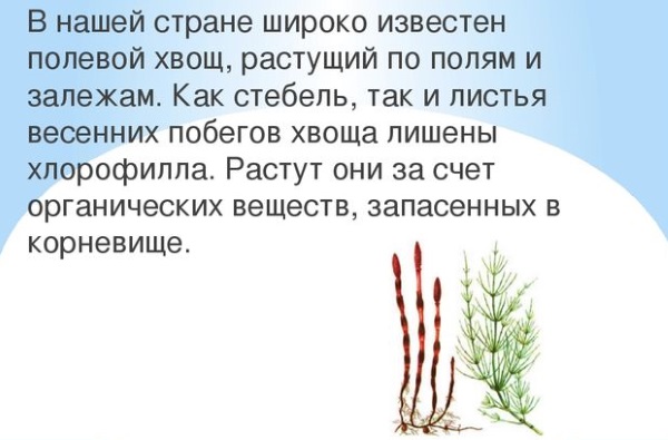 Лечебные свойства полевого хвоща, отличия от ядовитого. Применение травы в медицине и косметологии