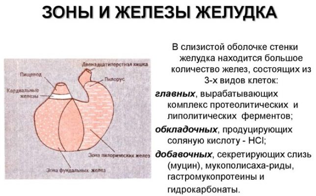 Язва желудка схема лечения у взрослых