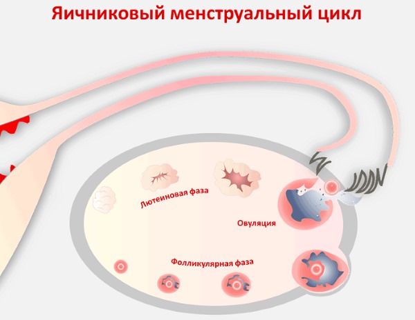 Клостилбегит. Инструкция по применению для женщин. Цена, аналоги