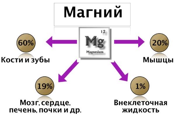 Корни лопуха. Лечебные свойства, рецепты применения и противопоказания