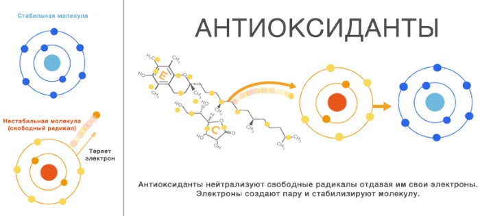 Корни лопуха. Лечебные свойства, рецепты применения и противопоказания