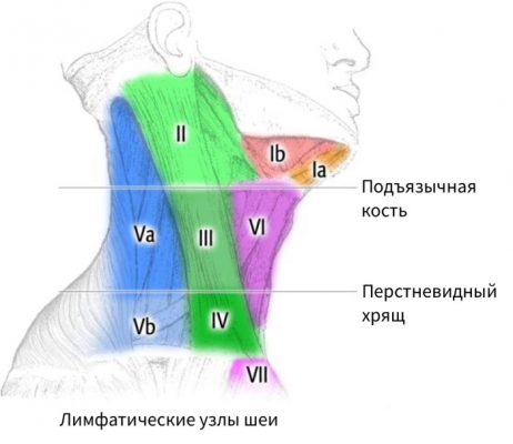 Лимфоузел на шее расположение у взрослых спереди фото