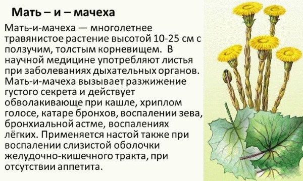 Монастырский чай отца Георгия от курения. Состав, цена, развод или правда?