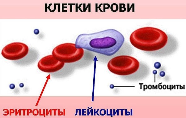 Низкий уровень тромбоцитов в крови. Причины у женщин, мужчин, детей. Чем грозит, что делать