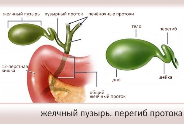 Перегиб желчного пузыря. Что это такое, симптомы и лечение, диета. Клинические рекомендации