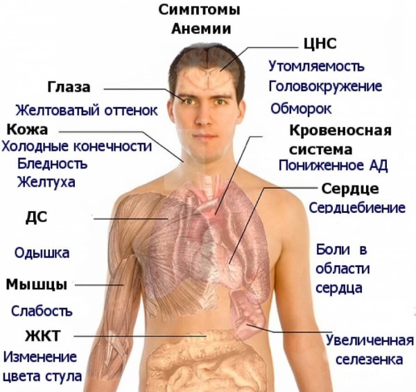 Показатели крови в норме у взрослых. Общего, биохимического, клинического, холестерин, билирубин, сахар. Расшифровка