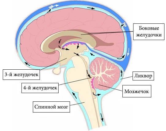 Симптомы внутричерепного давления у взрослых, причины и лечение