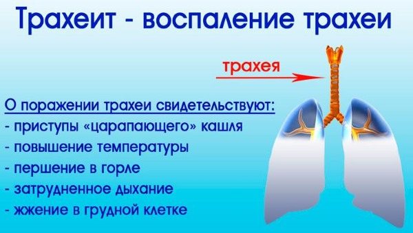 Сосновые шишки. Применение в народной медицине. Противопоказания