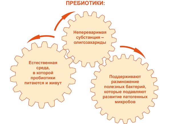 Таблетки для микрофлоры кишечника при приеме антибиотиков, запорах, дешевые препараты