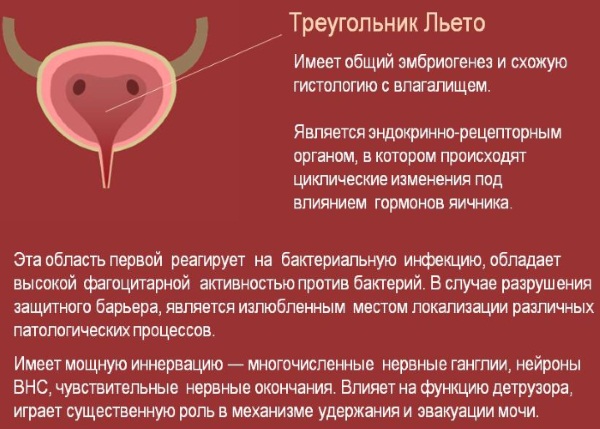 Цистоскопия мочевого пузыря у женщин, мужчин и детей. Описание процедуры, подготовка пациента, результаты обследования